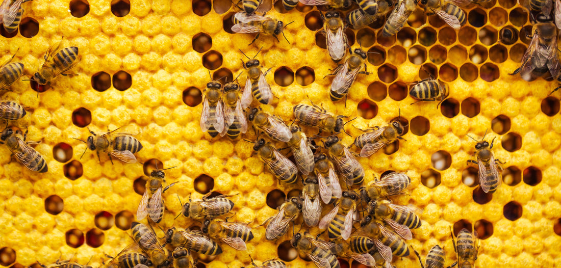 Our Pollen Tonic is made with Bee Bread