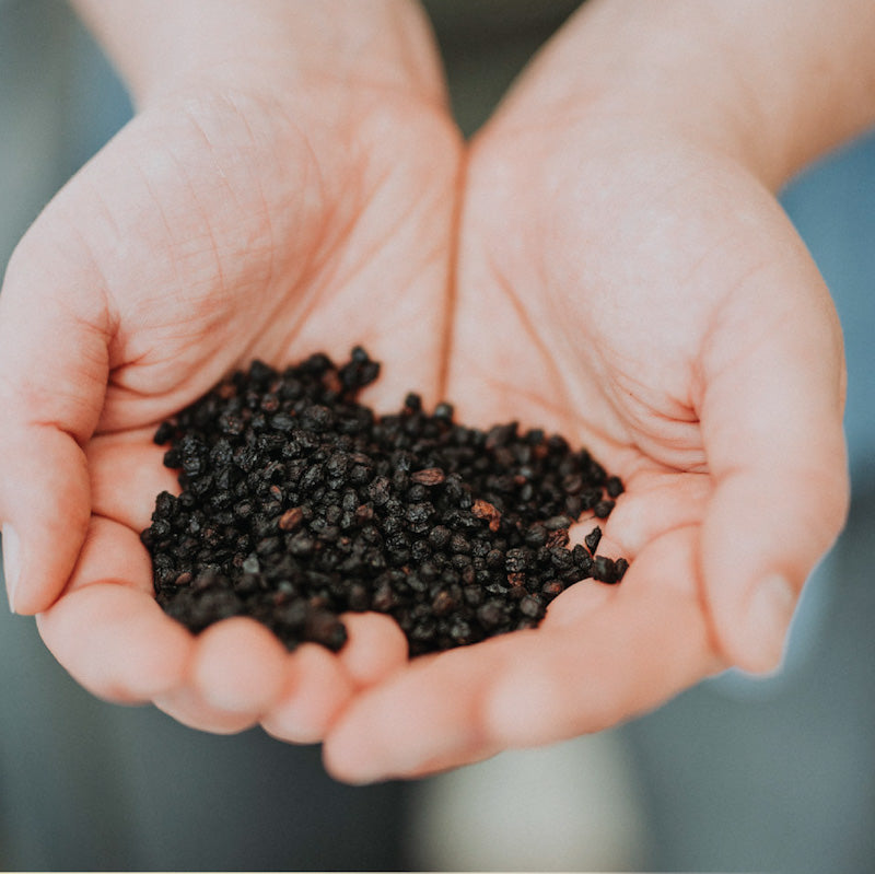 Organic Elderberry Bulk Dried