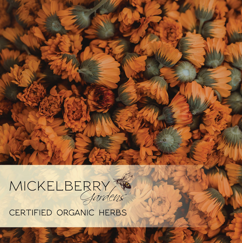 Mickelberry Gardens Organic Herbs Calendula