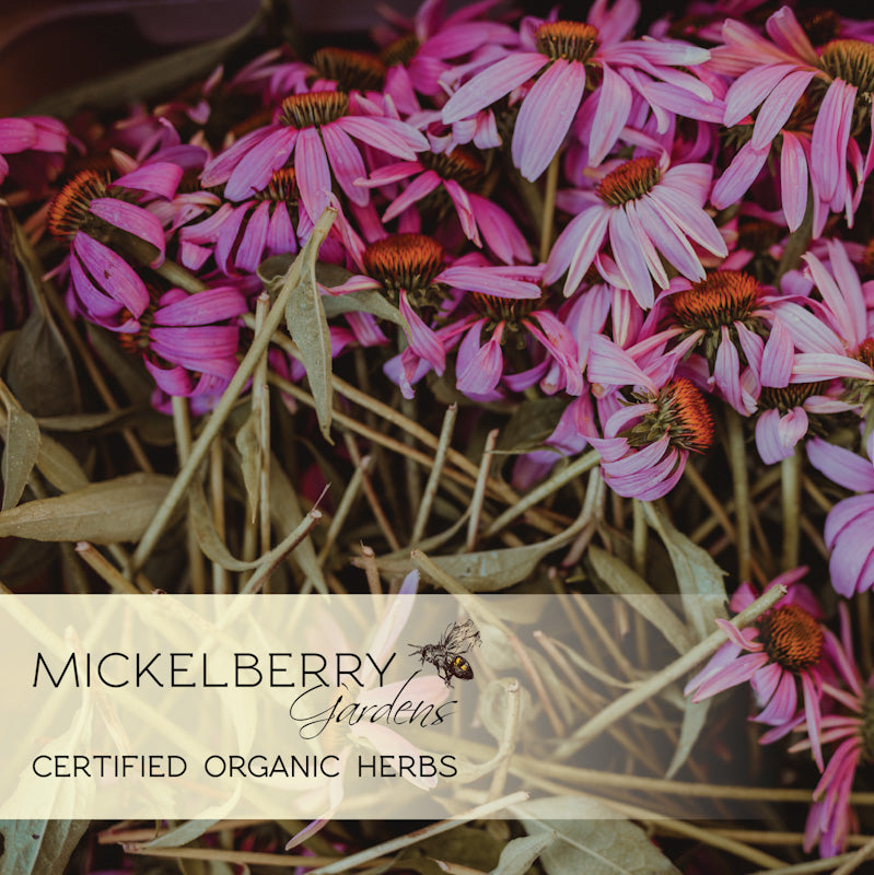 Mickelberry Gardens Organic Herbs Echinacea