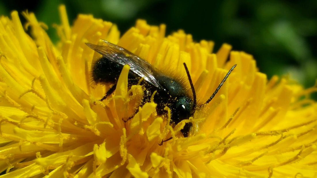 Pollinator Stewardship