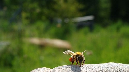 bee_friendly_natural_products