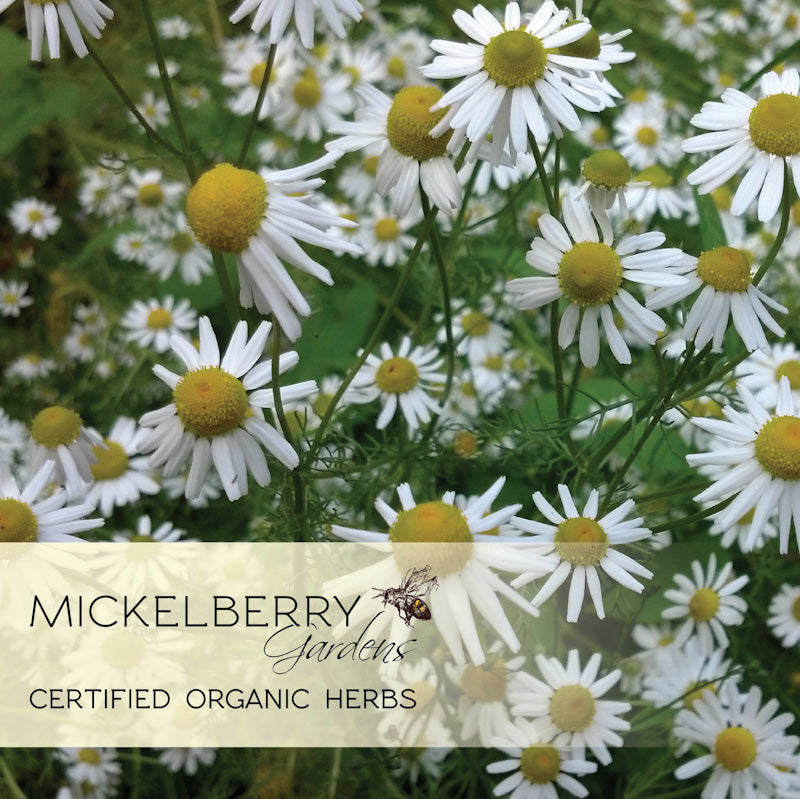 Mickelberry Gardens Organic Herbs Chamomile