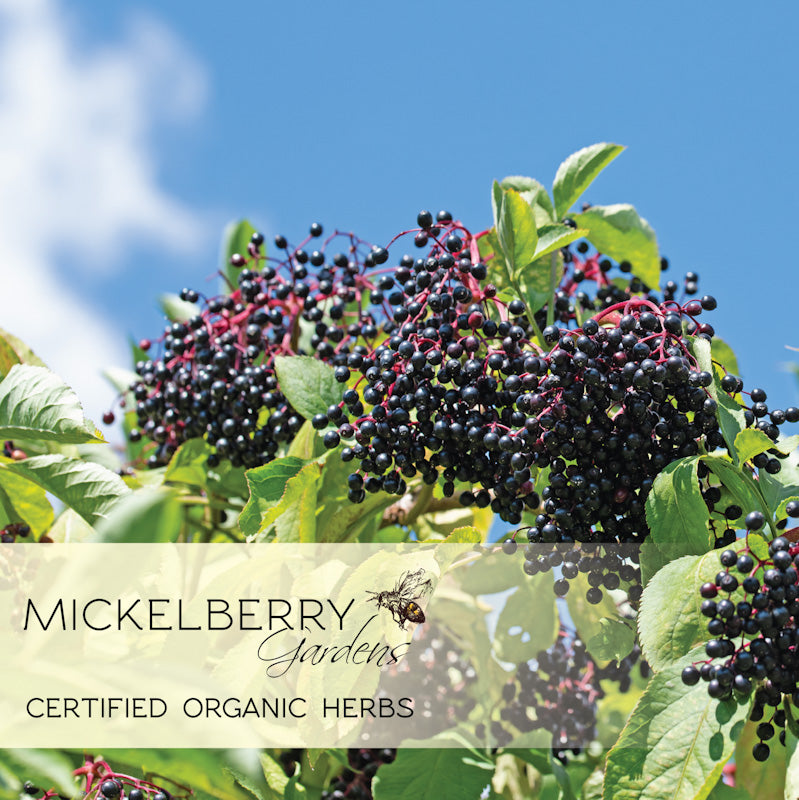 Organic Elderberry