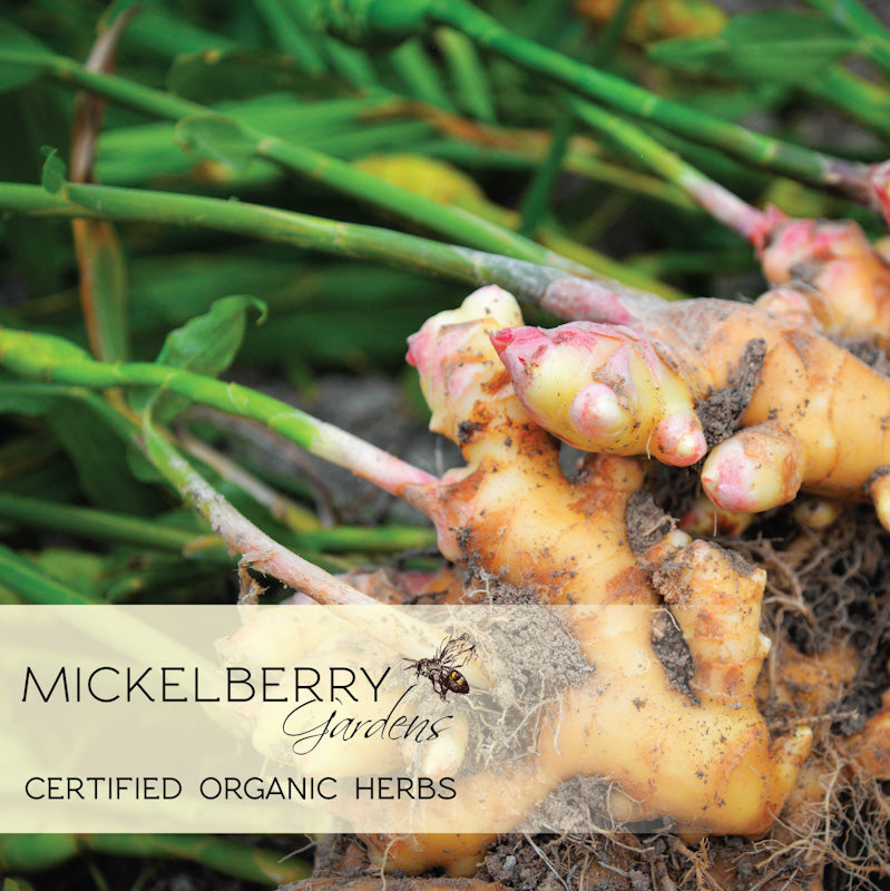 Mickelberry Gardens Organic Herbs Ginger 