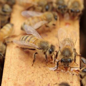 Mickelberry Gardens Raw Wildflower Honey Bees Drinking