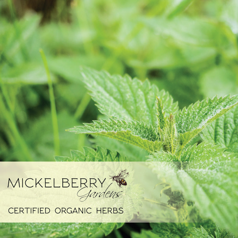 Mickelberry-Gardens-Organic-Herbs-Nettle-Sq