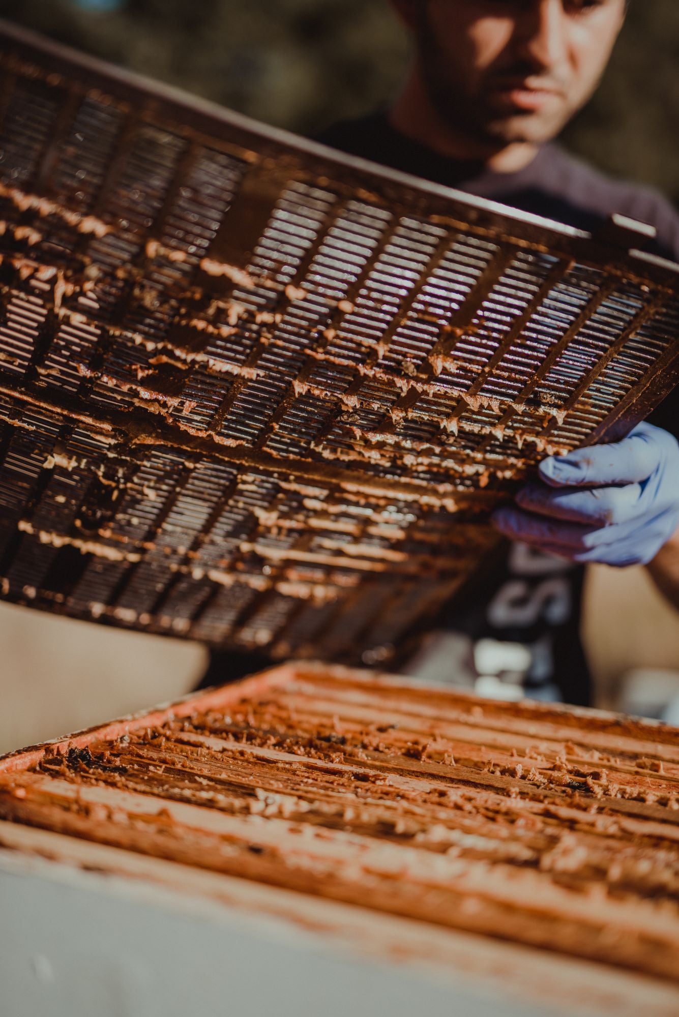 Harvesting Propolis